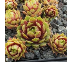 Sempervivum PASTEL CHARME