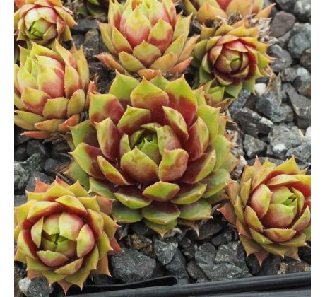 Sempervivum PASTEL CHARME