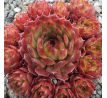 Sempervivum PATRICIAN