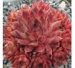 Sempervivum PEARL