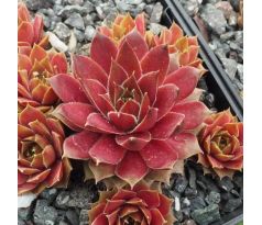 Sempervivum PEBBLES