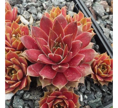 Sempervivum PEBBLES