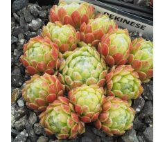 Sempervivum PEKINESE