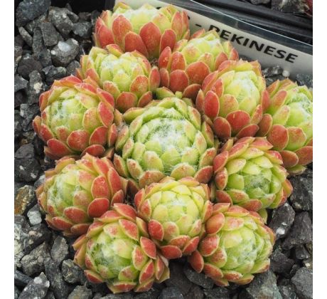 Sempervivum PEKINESE