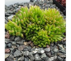 Sempervivum PELORA