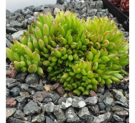 Sempervivum PELORA