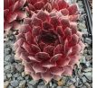 Sempervivum PEPITO