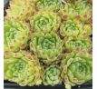 Sempervivum PERIDOT