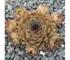 Sempervivum PERLMUTT