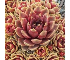 Sempervivum PETRA