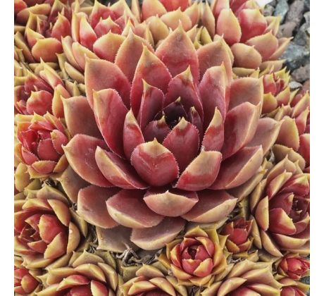 Sempervivum PETRA