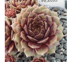 Sempervivum PICASSO