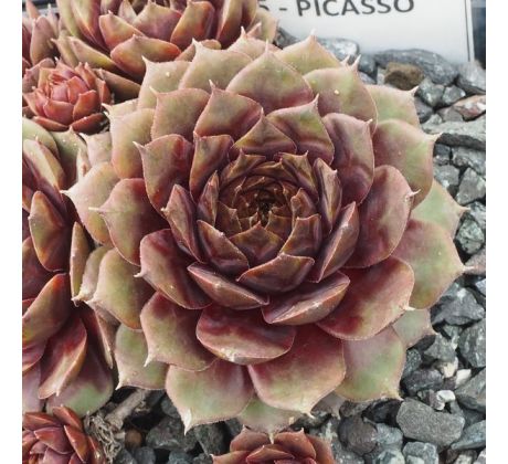 Sempervivum PICASSO