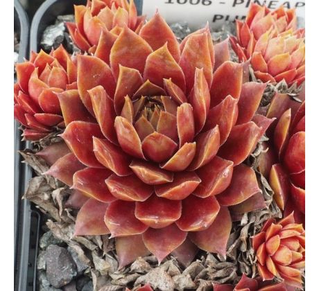 Sempervivum PINEAPPLE PUNCH