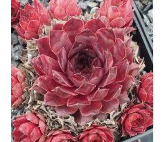 Sempervivum PINK ASTRID