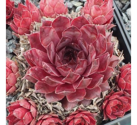 Sempervivum PINK ASTRID