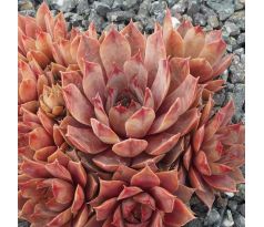 Sempervivum PINK FLAMINGO