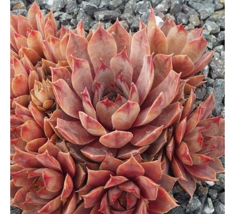 Sempervivum PINK FLAMINGO