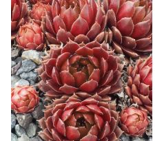 Sempervivum PINK GRAPEFRUIT