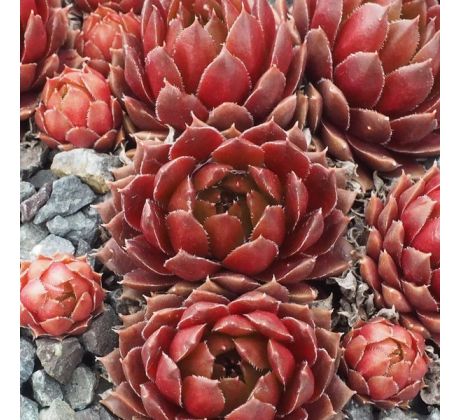 Sempervivum PINK GRAPEFRUIT