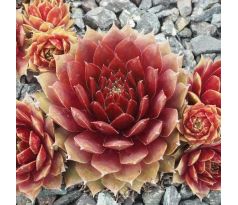 Sempervivum PINK SKROCKI