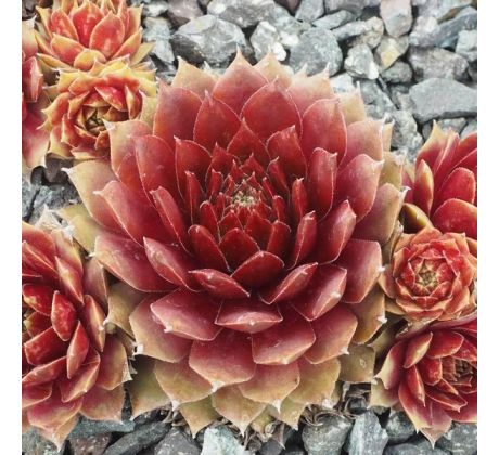 Sempervivum PINK SKROCKI