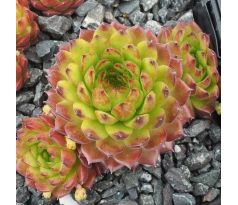 Sempervivum PLASTIC