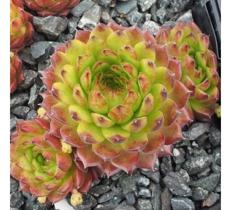 Sempervivum PLASTIC