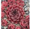 Sempervivum PLUM FROSTING