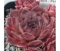 Sempervivum PLUM PIE