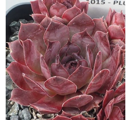 Sempervivum PLUM PIE