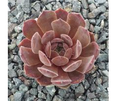 Sempervivum POMPEJI