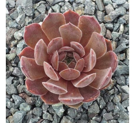 Sempervivum POMPEJI