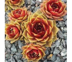 Sempervivum POPOCATEPETL