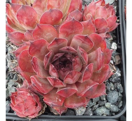 Sempervivum PRESIDENT ARSAC