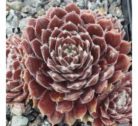 Sempervivum PRINCESS LITTLE