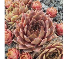 Sempervivum PRINCESS ROSE