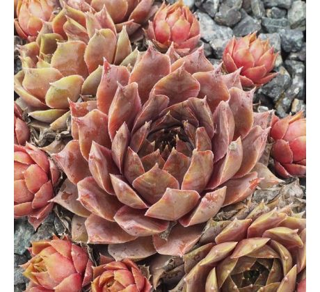 Sempervivum PRINCESS ROSE