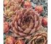 Sempervivum PRINCESS ROSE