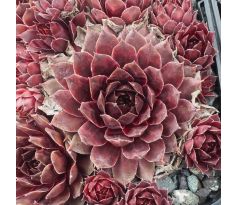 Sempervivum PURPLE DAZZLER