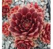 Sempervivum PURPURKRANZ