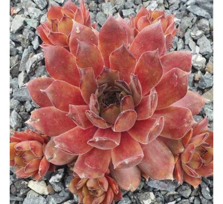 Sempervivum QUEEN FABIOLA