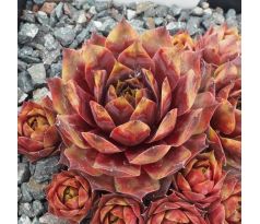 Sempervivum RACHEL