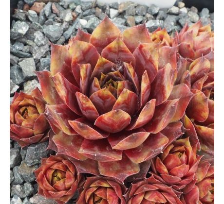 Sempervivum RACHEL