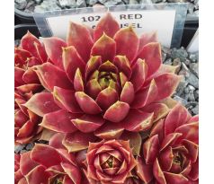 Sempervivum RED CAROUSEL