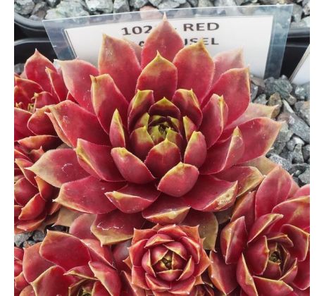 Sempervivum RED CAROUSEL