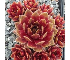 Sempervivum RED DAZZLER