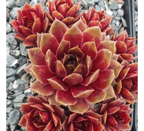 Sempervivum RED DAZZLER