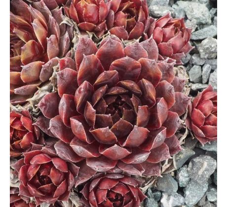 Sempervivum RED DEVIL