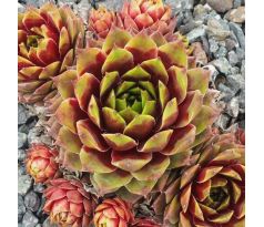 Sempervivum RED FLAME